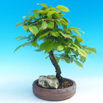 Outdoor bonsai -Habr wspólne