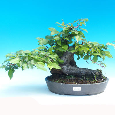Outdoor bonsai - Grab - 1