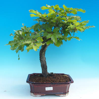 Outdoor bonsai - Fagus sylvatica - Bukowy las