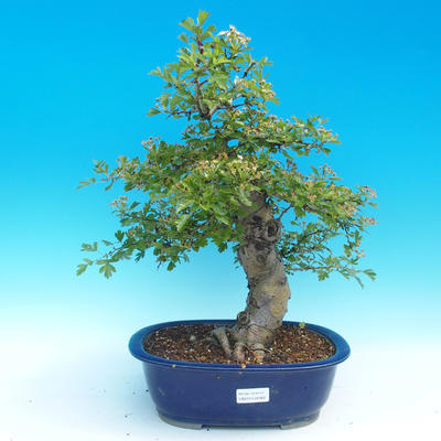 Outdoor bonsai - Single hawthorn - 1