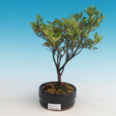Outdoor bonsai - Rhododendron sp. - Azalia różowa - 1