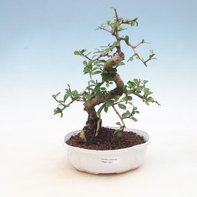 bonsai pokój - Carmona macrophylla - Tea Fuki - 1