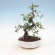 bonsai pokój - Carmona macrophylla - Tea Fuki - 1/5