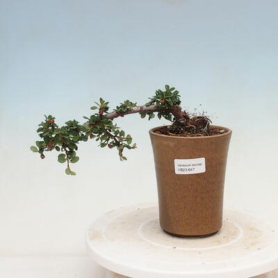 Bonsai zewnętrzne - Cotoneaster horizontalis - Rock Garden