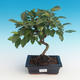 Outdoor bonsai - Malus halliana - jabłoń Malplate - 1/4