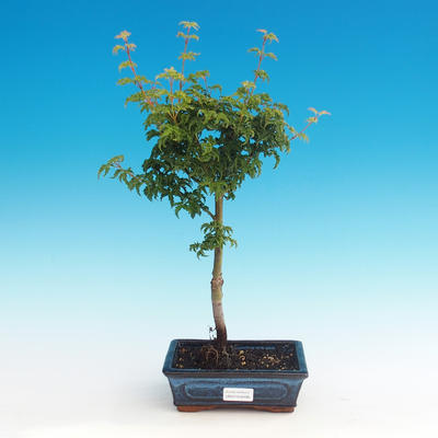 Outdoor bonsai - Acer palmatum SHISHIGASHIRA- klon mniejszy - 1