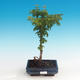 Outdoor bonsai - Acer palmatum SHISHIGASHIRA- klon mniejszy - 1/3