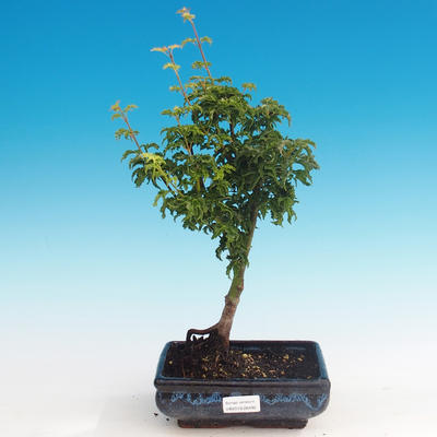 Outdoor bonsai - Acer palmatum SHISHIGASHIRA- klon mniejszy - 1