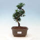 Kryty bonsai - Podocarpus - Kamienny tys - 1/4