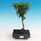 Outdoor bonsai - Acer palmatum SHISHIGASHIRA- klon mniejszy - 1/3