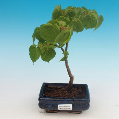 Outdoor bonsai - lipa drobnolistna - 1