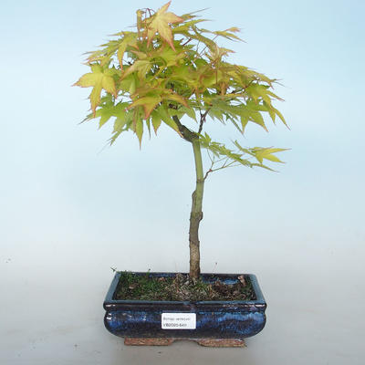 Acer palmatum Aureum - Golden Palm Maple VB2020-649 - 1