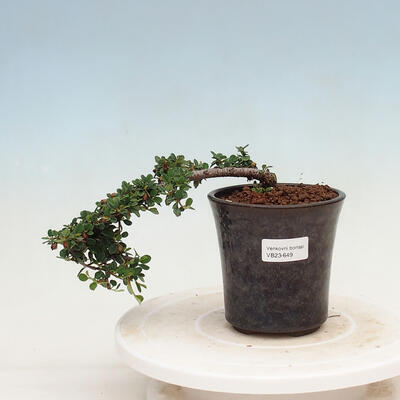 Bonsai zewnętrzne - Cotoneaster horizontalis - Rock Garden