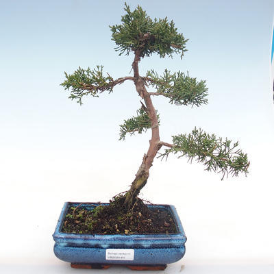 Outdoor bonsai - Juniperus chinensis - chiński jałowiec VB2020-64