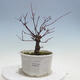 Bonsai outdoor - Maple palmatum DESHOJO - Maple palmate - 1/5