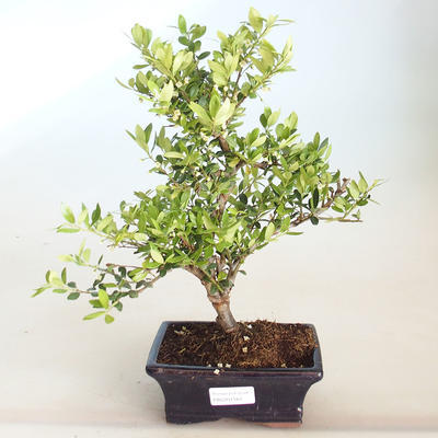 Kryty bonsai - Ilex crenata - Holly PB2201164 - 1