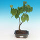 Outdoor bonsai - lipa drobnolistna - 1/2
