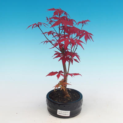 Outdoor bonsai - dłoń Acer. Atropurpureum - japoński klon czerwony - 1