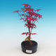 Outdoor bonsai - dłoń Acer. Atropurpureum - japoński klon czerwony - 1/2