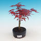 Outdoor bonsai - Klon palmatum DESHOJO - Klon dlanitolistý - 1/3