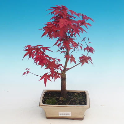 Outdoor bonsai - Klon palmatum DESHOJO - Klon dlanitolistý - 1