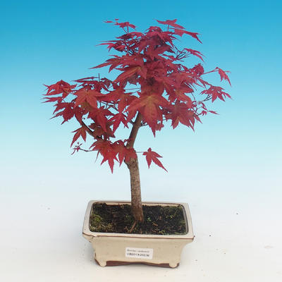 Outdoor bonsai - Klon palmatum DESHOJO - Klon dlanitolistý - 1