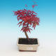 Outdoor bonsai - Klon palmatum DESHOJO - Klon dlanitolistý - 1/3