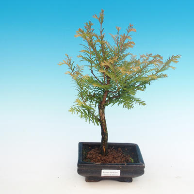 Outdoor bonsai - Dwuliniowy leszcz - 1