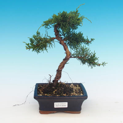 Plenerowi bonsai - Juniperus chinensis - Chiński jałowiec