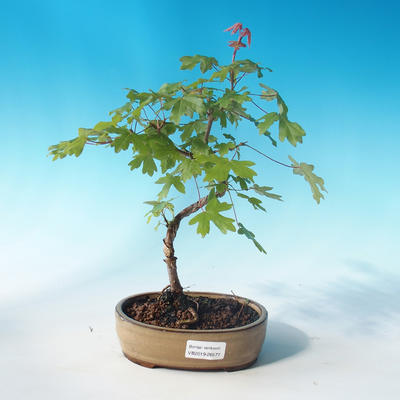 Klon bonsai-Acer Campestre-Maple