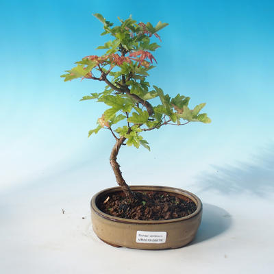 Klon bonsai-Acer Campestre-Maple