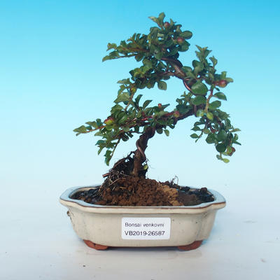 Outdoor bonsai-Cotoneaster horizontalis-Cotoneaster - 1