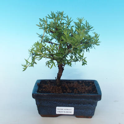 Odkryty bonsai pięciornik - Dasiphora fruticosa żółty - 1