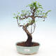 bonsai Room - kimmen Ficus - malolistý ficus - 1/2