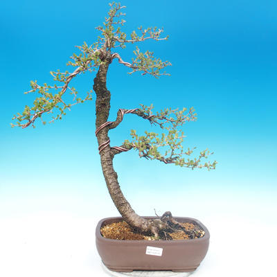 Outdoor bonsai - Larix decidua - Modrzew liściasty - 1