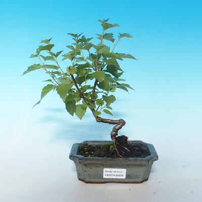 Outdoor bonsai - Betula verrucosa - Silver Birch