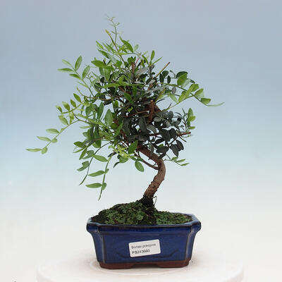 Kryty bonsai - Pistacje - 1
