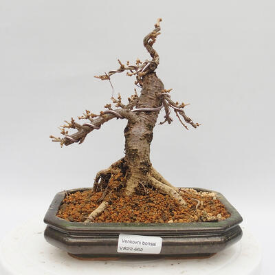 Outdoor bonsai -Larix decidua - Modrzew - 1