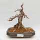Outdoor bonsai -Larix decidua - Modrzew - 1/5