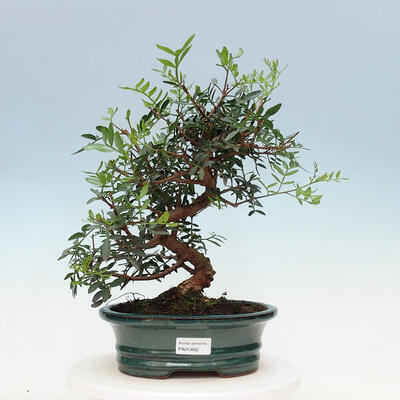 Kryty bonsai - Pistacje - 1