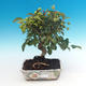 Outdoor bonsai -Malus Halliana - owocach jabłoni - 1/4
