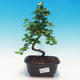 Pokój bonsai - Carmona macrophylla - herbata fuki - 1/5