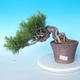 Pinus thunbergii - Thunberg Pine - 1/5
