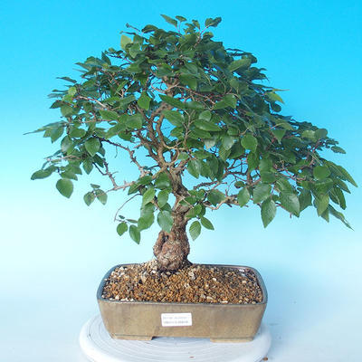 Na zewnątrz bonsai-Karpiny KARPINOWE - Koreański Grab - 1