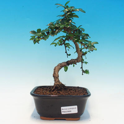 Pokój bonsai - Carmona macrophylla - herbata fuki - 1