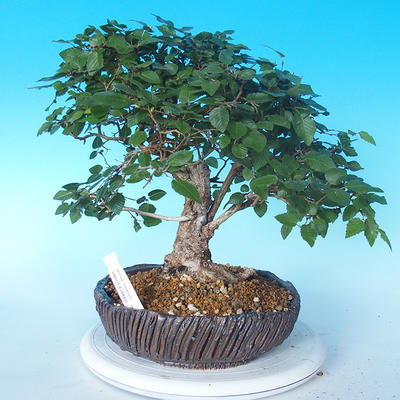 Na zewnątrz bonsai-Karpiny KARPINOWE - Koreański Grab - 1
