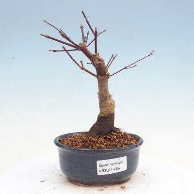 Outdoor bonsai - Klon palmatum DESHOJO - Klon japoński - 1