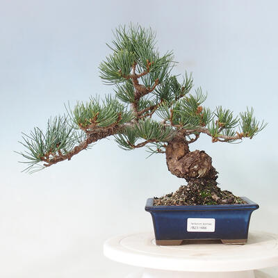 Bonsai ogrodowe - Pinus parviflora - sosna drobnokwiatowa - 1
