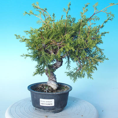 Odkryty bonsai - Juniperus chinensis ITOIGAWA - chiński jałowiec - 1