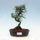 Kryty bonsai - Ulmus parvifolia - Wiąz drobnolistny - 1/3